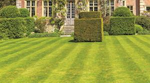 Lawn